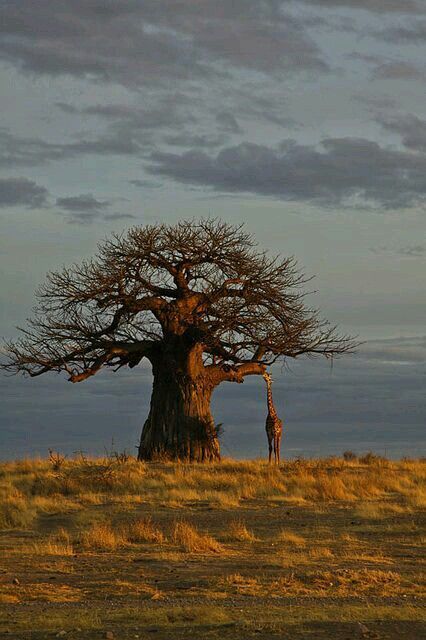 Tarangire National Park